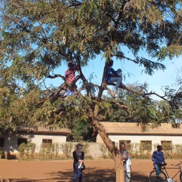 Spectators up a tree