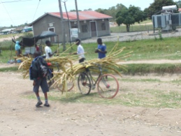 Sugar cane on a bike
